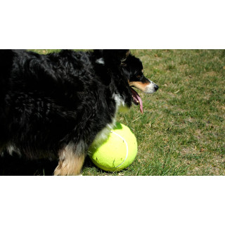 Balle tennis pour chien Bouledogue Français «Jumball» 18 cm