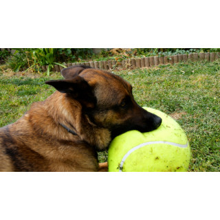 Balles de tennis XL pour chien CAMON - DogFrenchTouch